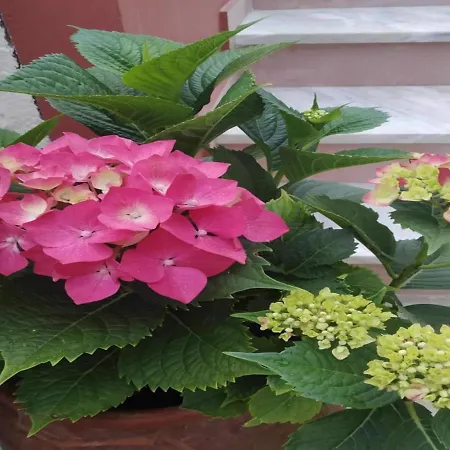 格兰德河客房酒店 3* 贝尼蔡斯